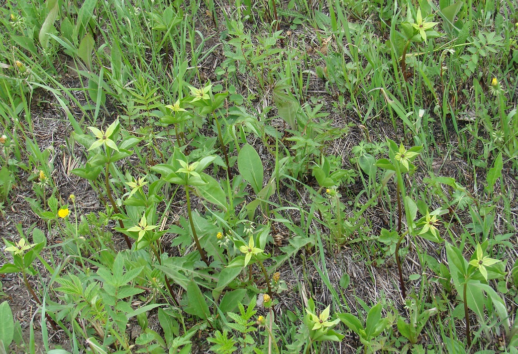 Image of Paris verticillata specimen.