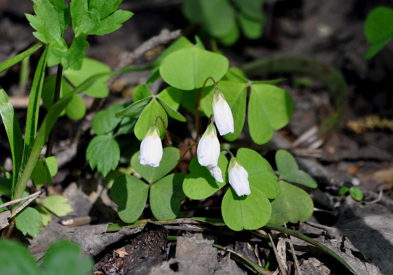 Изображение особи Oxalis acetosella.