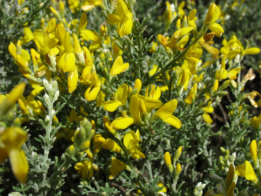 Image of Genista microphylla specimen.