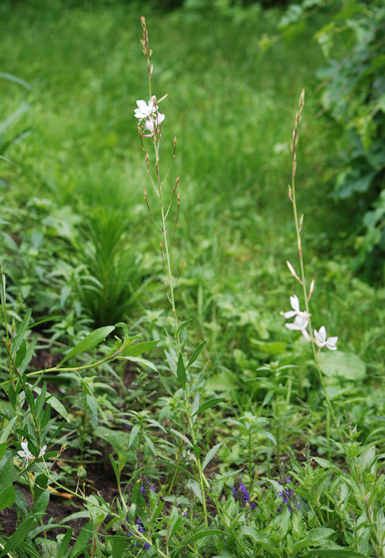 Image of Gaura lindheimeri specimen.