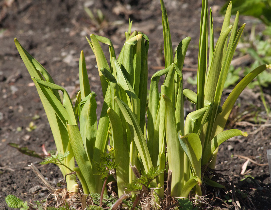 Image of Hemerocallis middendorffii specimen.