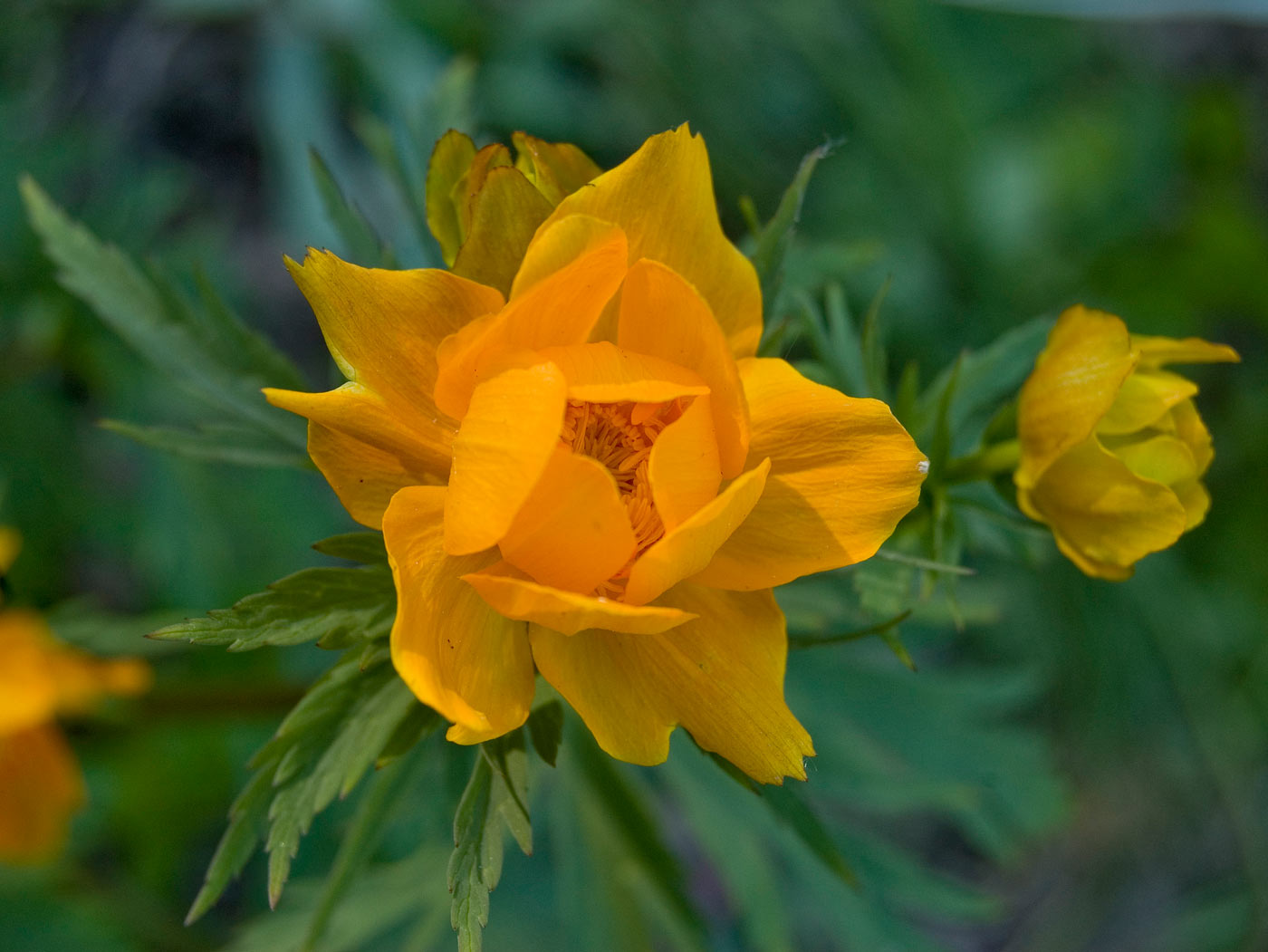 Image of Trollius asiaticus specimen.