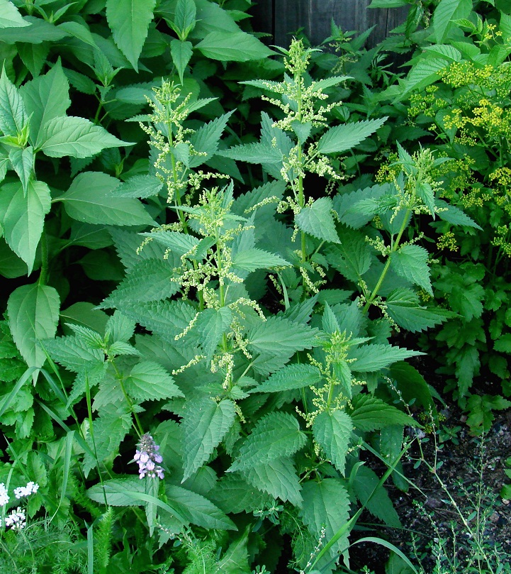 Image of Urtica dioica specimen.