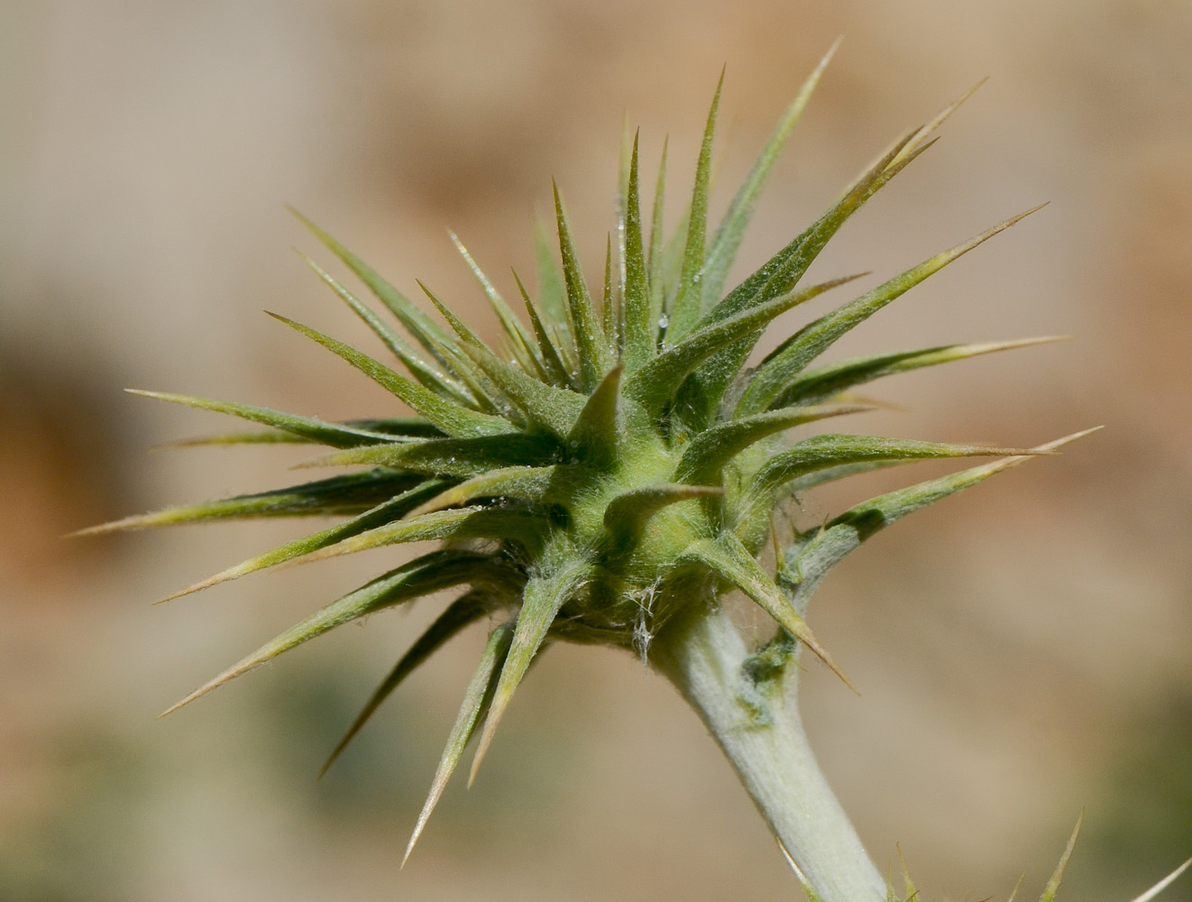 Image of Cousinia libanotica specimen.