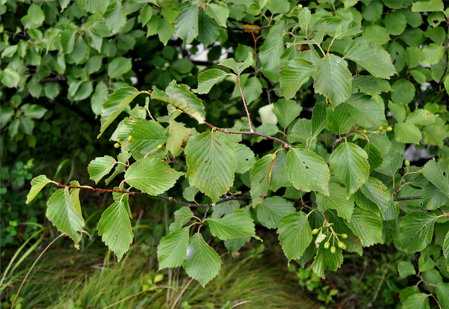 Изображение особи Sorbus alnifolia.