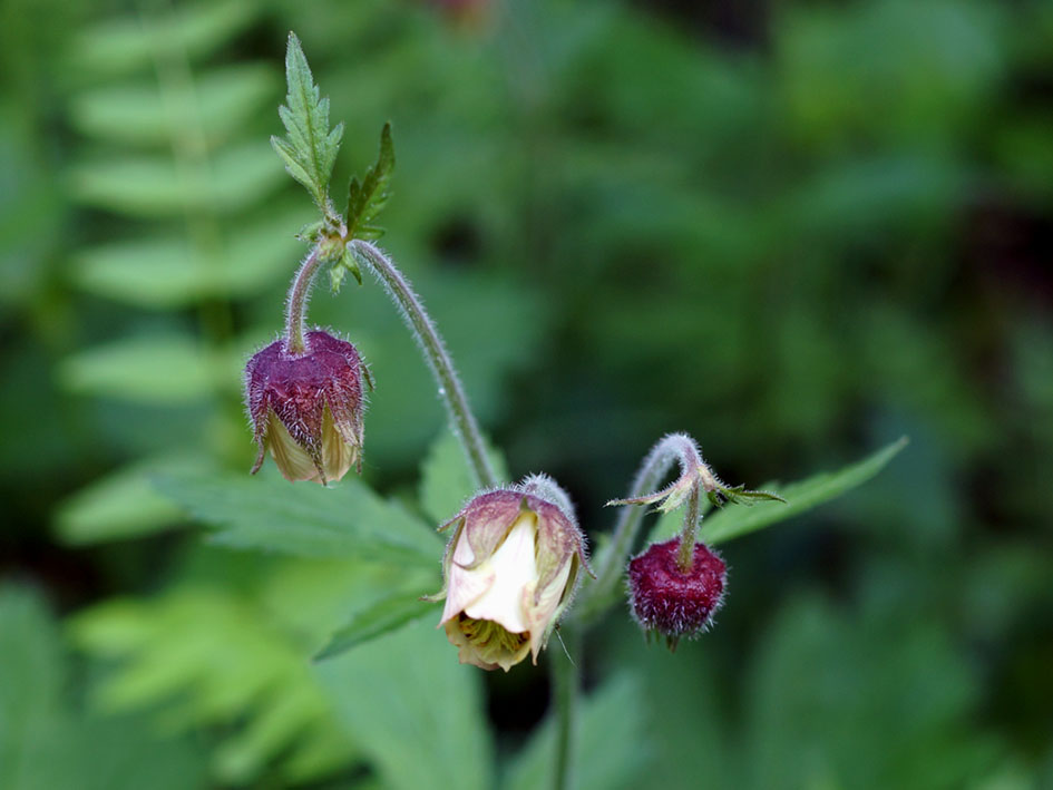 Изображение особи Geum rivale.