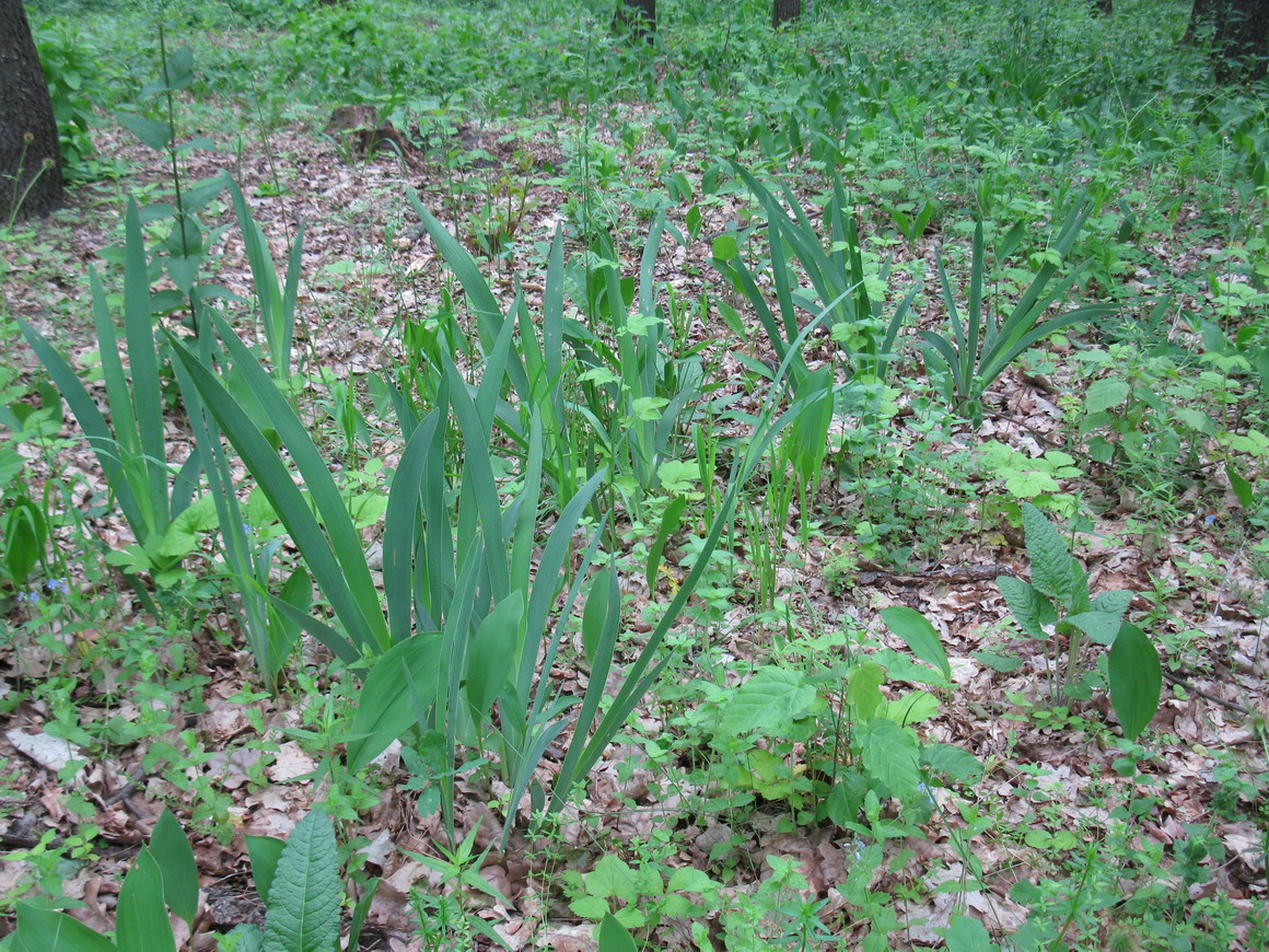 Image of Iris aphylla specimen.