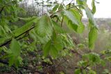 Fagus orientalis. Верхушка ветви с молодыми листьями и ещё не облетевшими прилистниками. Республика Адыгея, г. Майкоп, южная окраина города, опушка дубово-буково-грабового леса у обрыва. 09.04.2016.