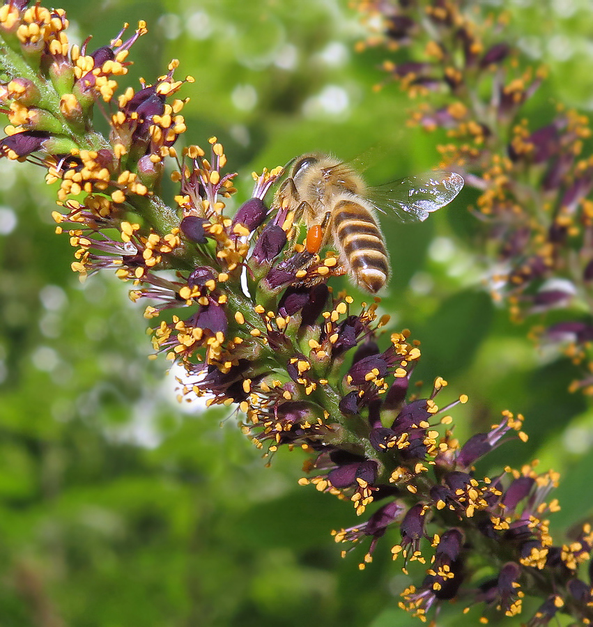 Image of Amorpha fruticosa specimen.