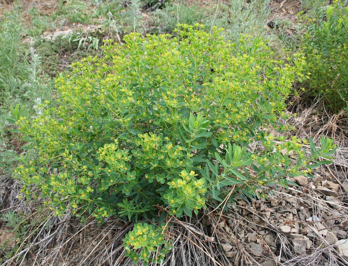 Изображение особи Euphorbia macrorhiza.