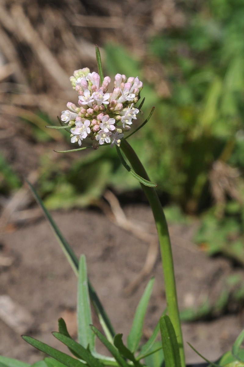 Изображение особи Valeriana tuberosa.