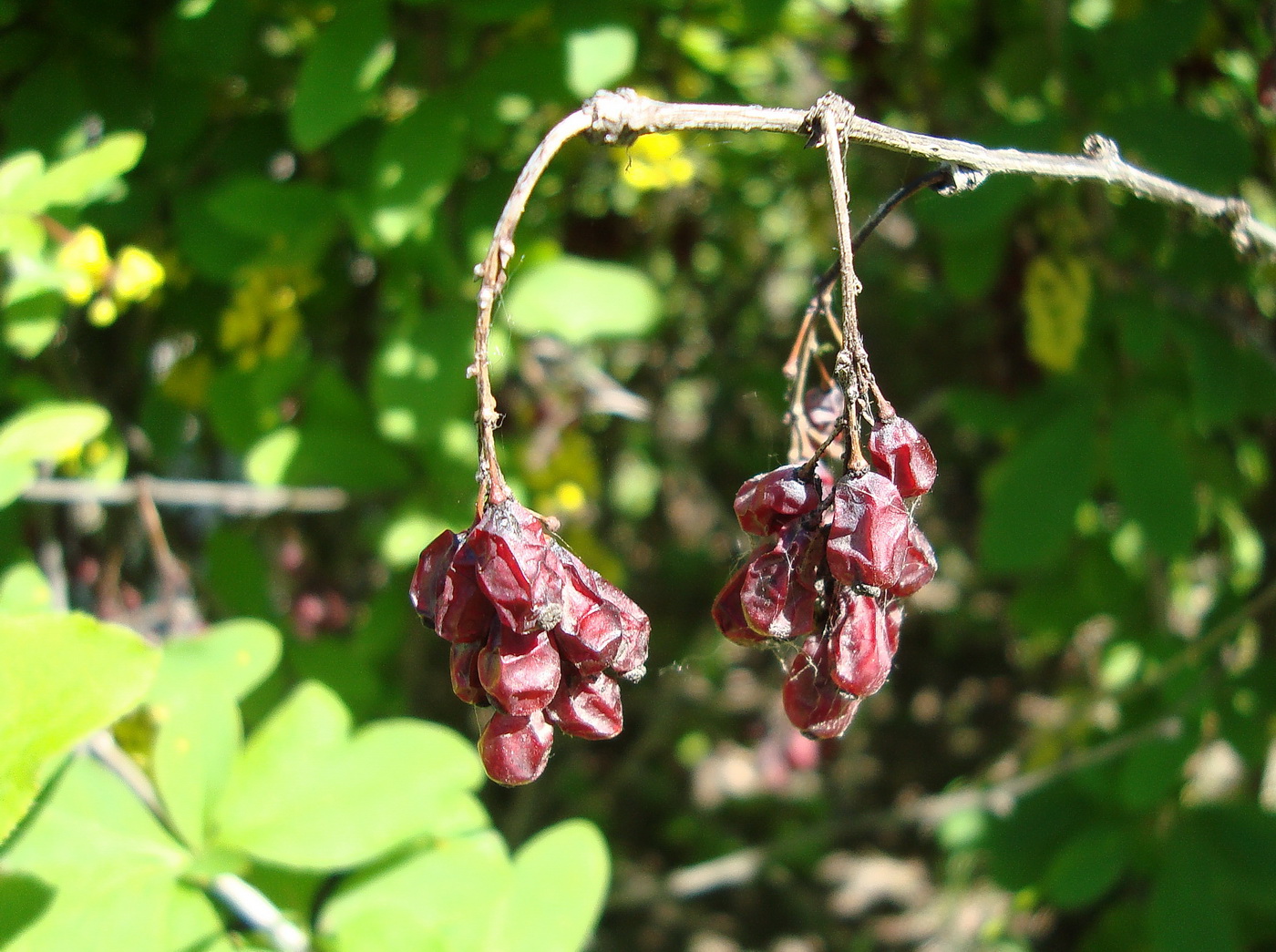 Image of genus Berberis specimen.