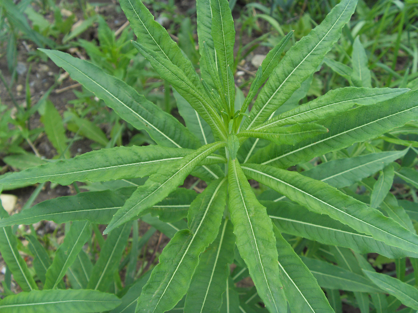 Image of Chamaenerion angustifolium specimen.