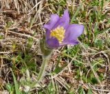 Pulsatilla violacea