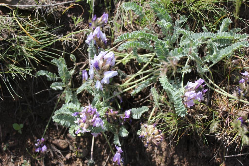 Image of Astragalus grammocalyx specimen.