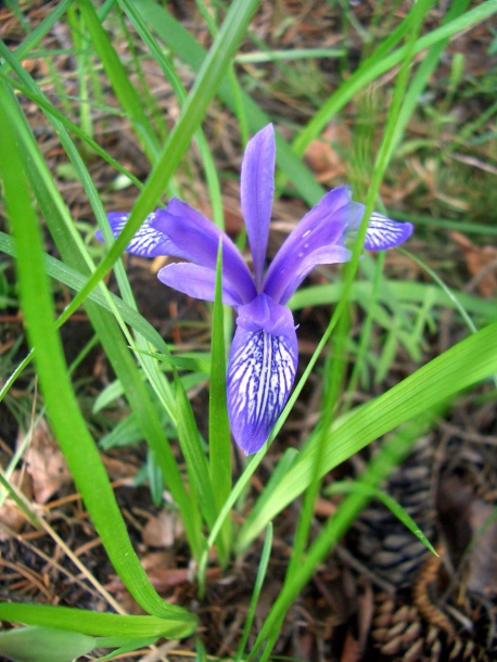 Image of Iris ruthenica specimen.