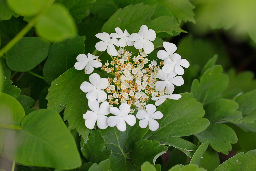 Image of Viburnum opulus specimen.