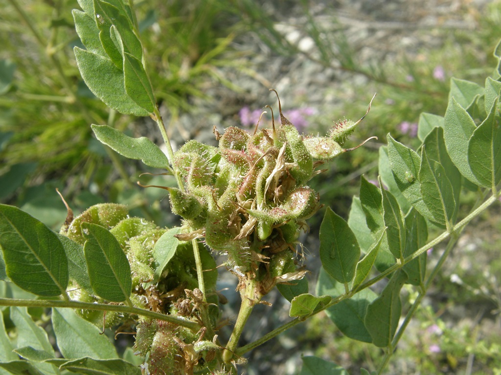 Image of Glycyrrhiza krasnoborovii specimen.