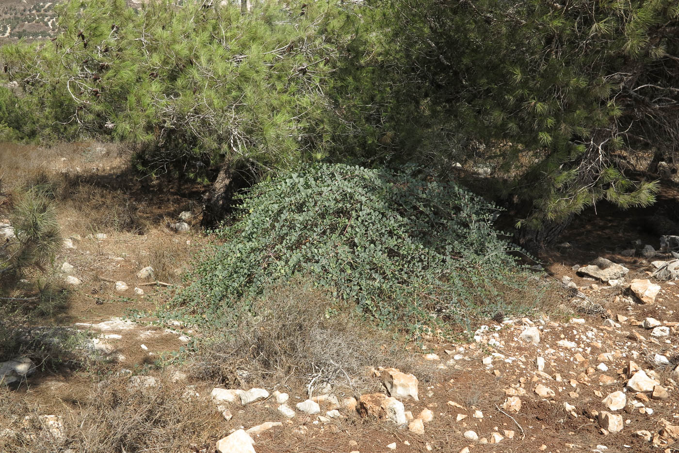 Изображение особи Capparis zoharyi.