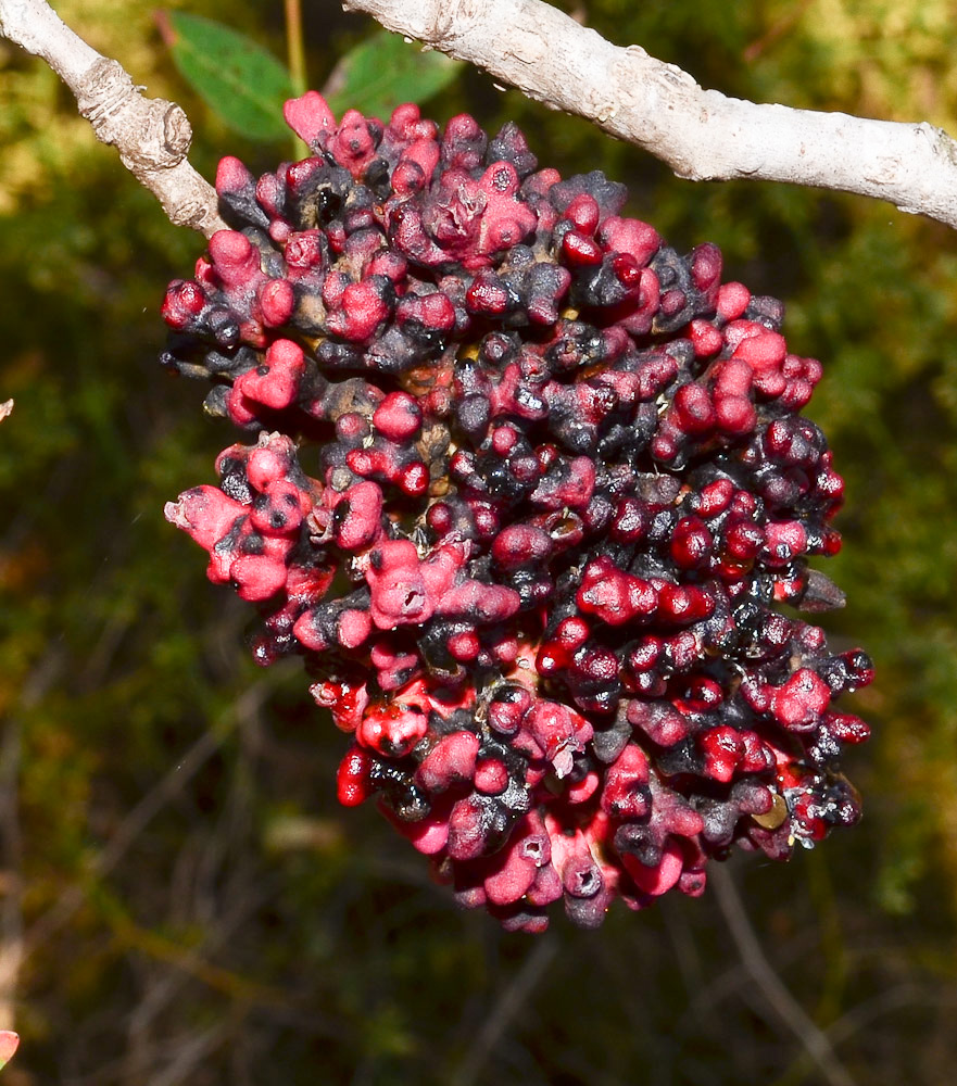 Image of Pistacia atlantica specimen.