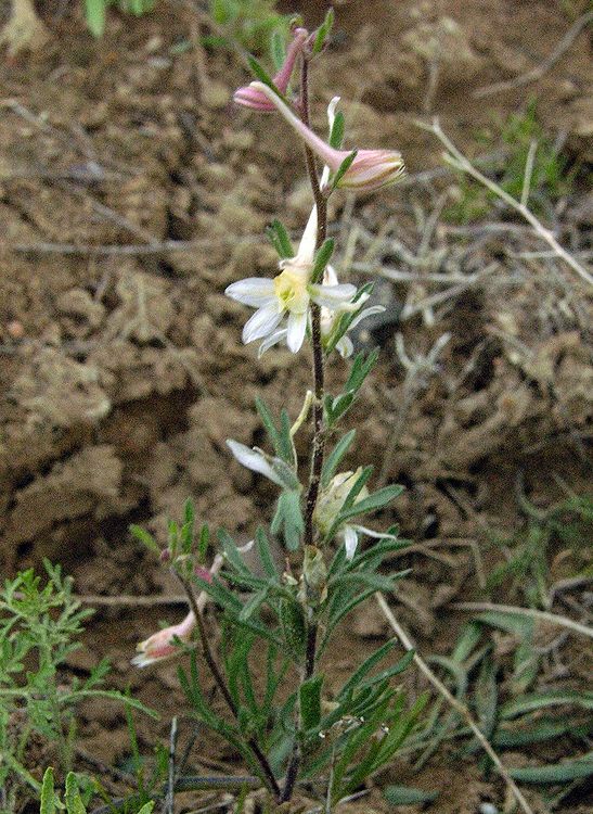 Image of Delphinium rugulosum specimen.