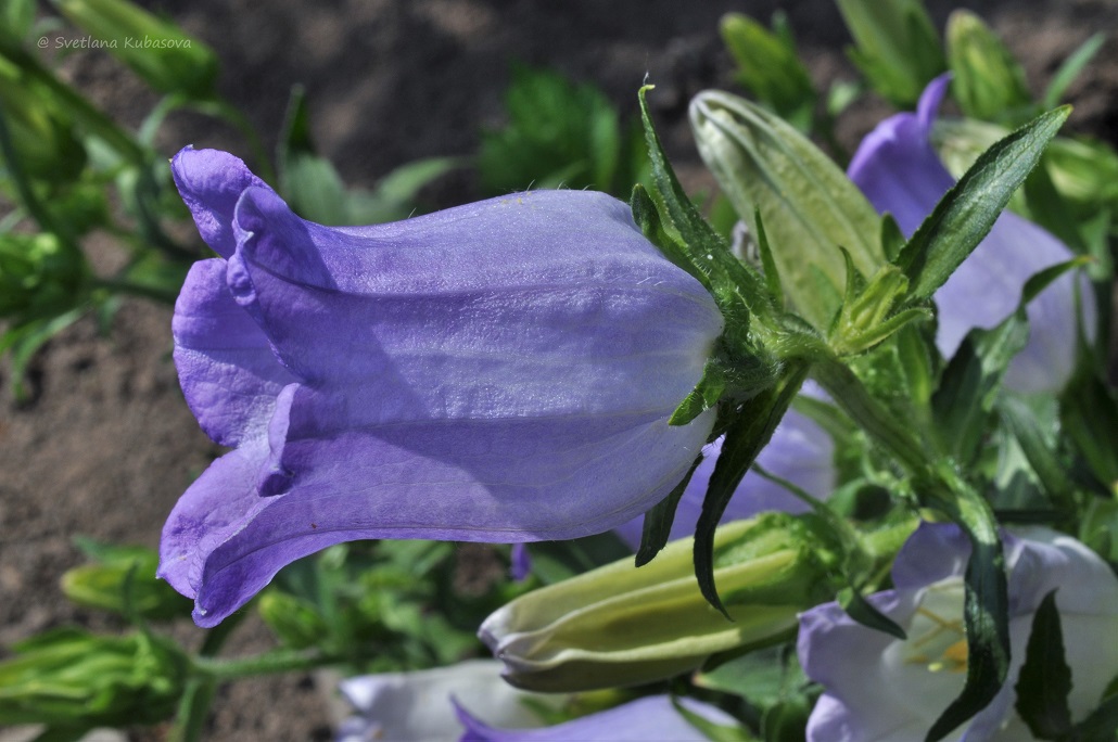 Изображение особи Campanula medium.