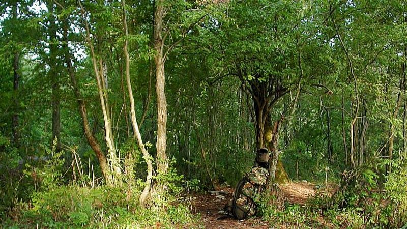 Image of Carpinus orientalis specimen.