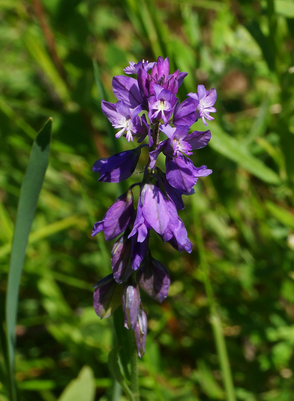 Image of Polygala comosa specimen.