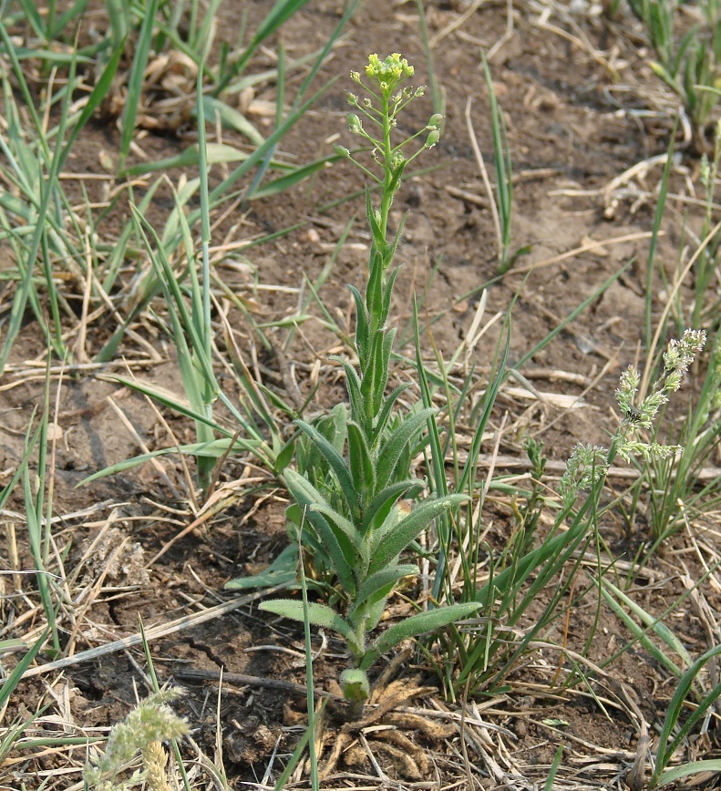 Image of Camelina microcarpa specimen.