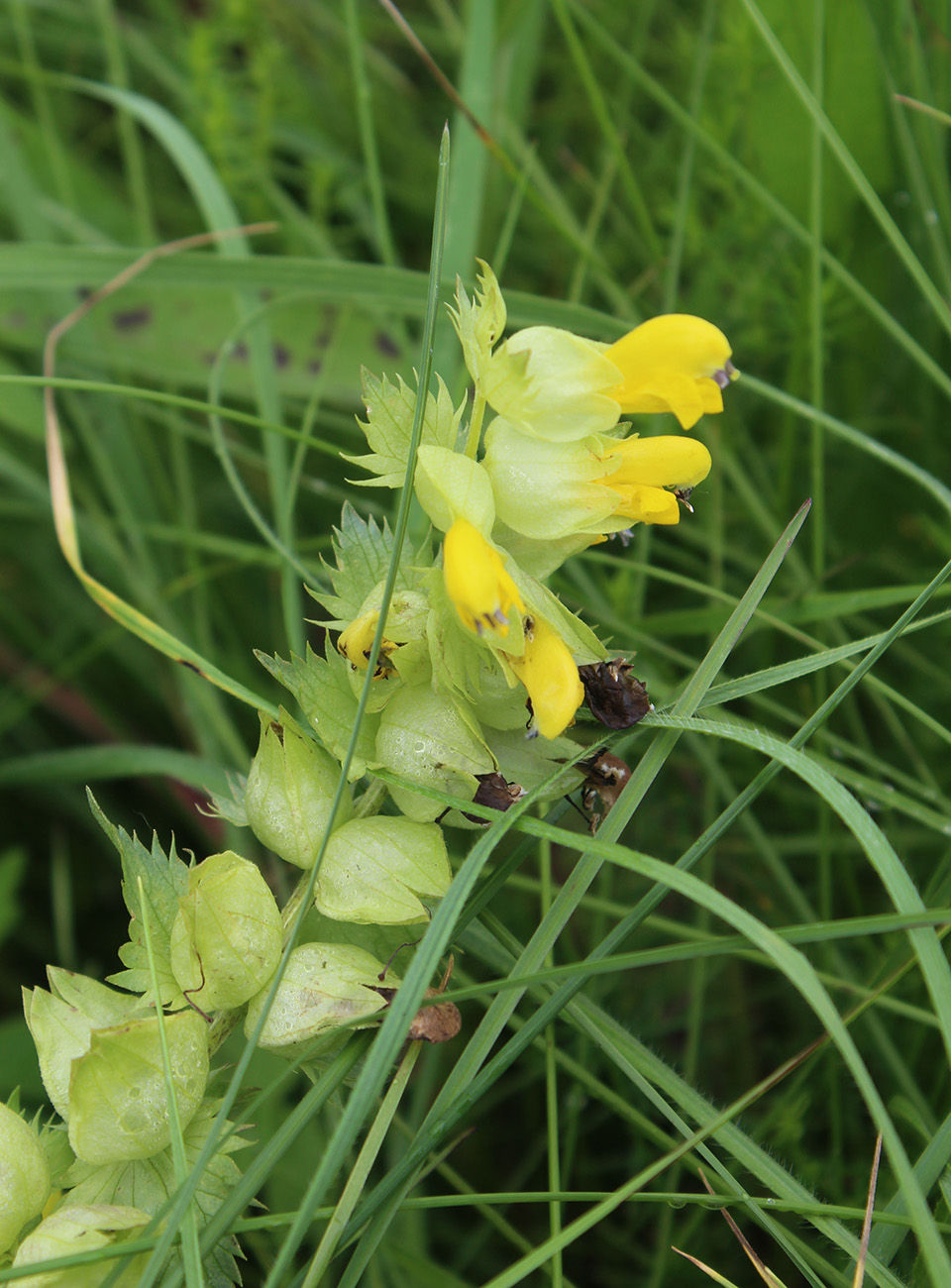 Изображение особи Rhinanthus vernalis.