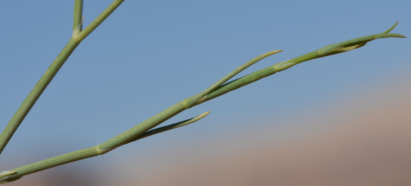 Image of Deverra triradiata specimen.