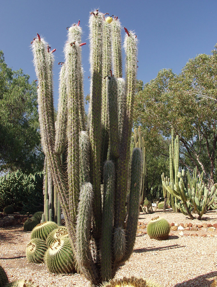 Image of genus Oreocereus specimen.