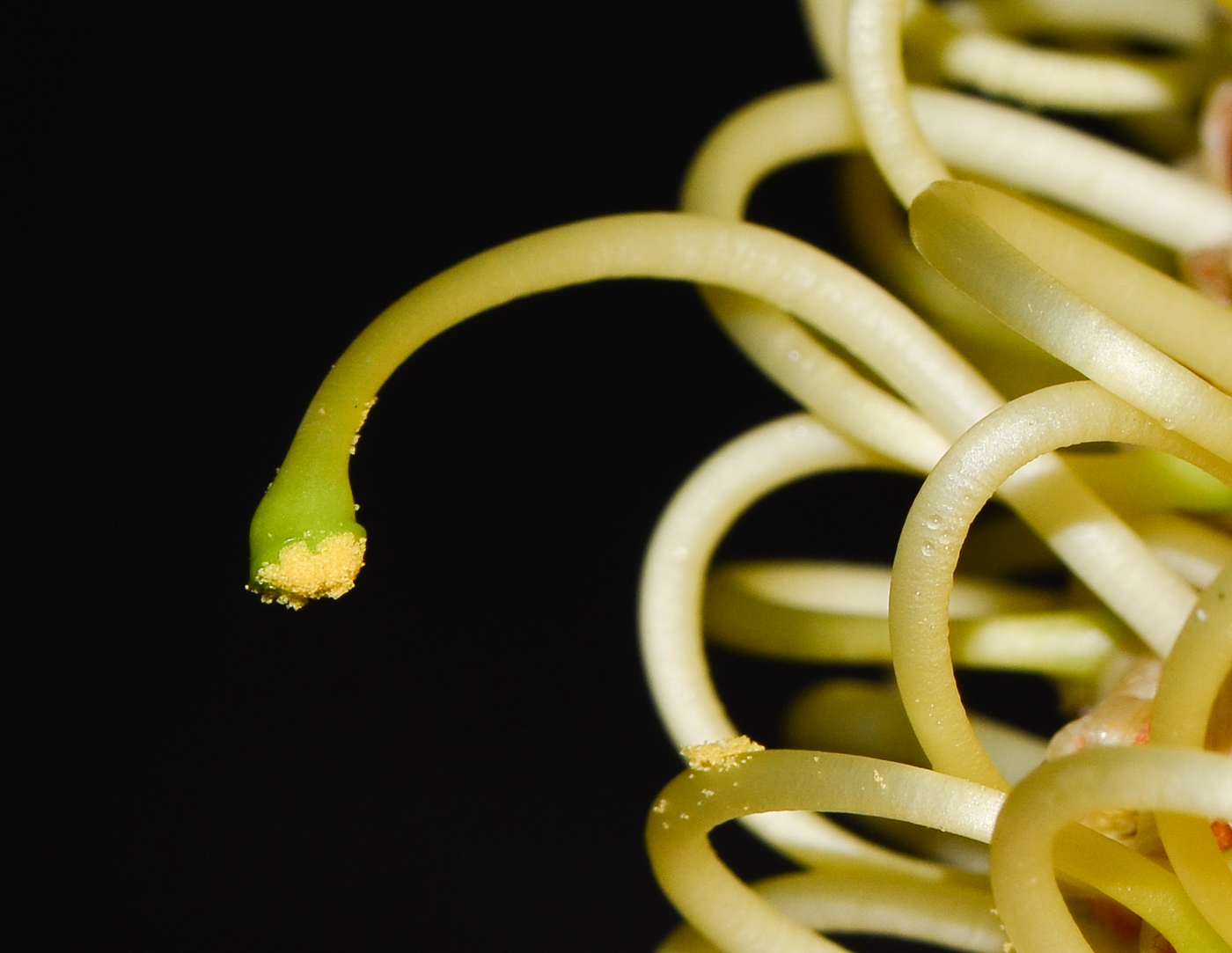 Image of Grevillea hodgei specimen.