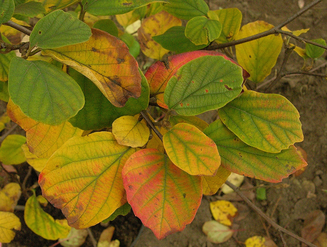 Image of Fothergilla gardenii specimen.