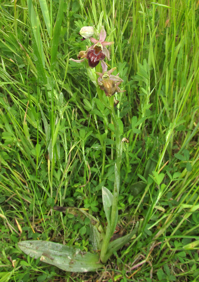 Image of Ophrys mammosa ssp. caucasica specimen.