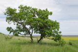 Quercus robur. Отцветающие старые отдельно стоящие деревья среди разнотравно-злакового луга. Краснодарский край, Темрюкский р-н, гора Дубовый Рынок. 13.05.2017.