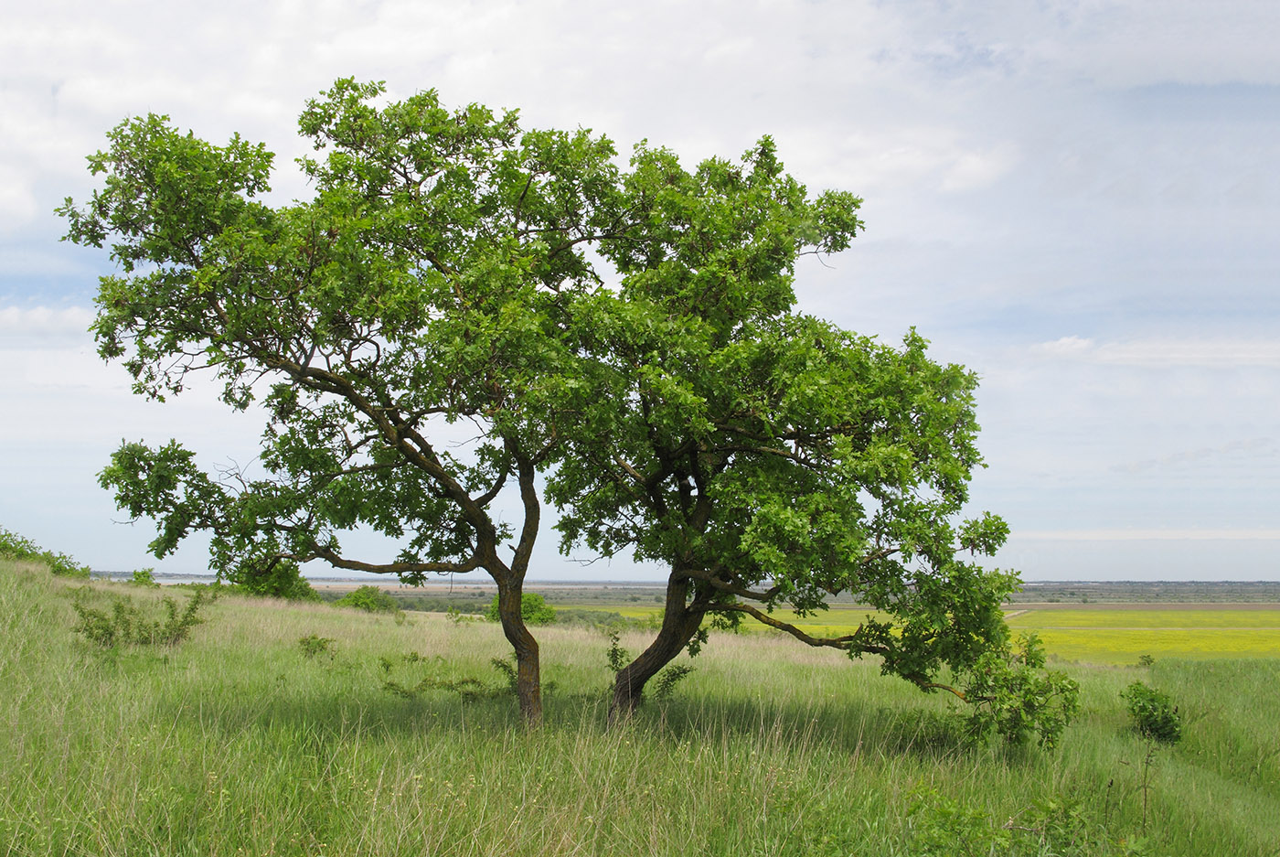 Image of Quercus robur specimen.