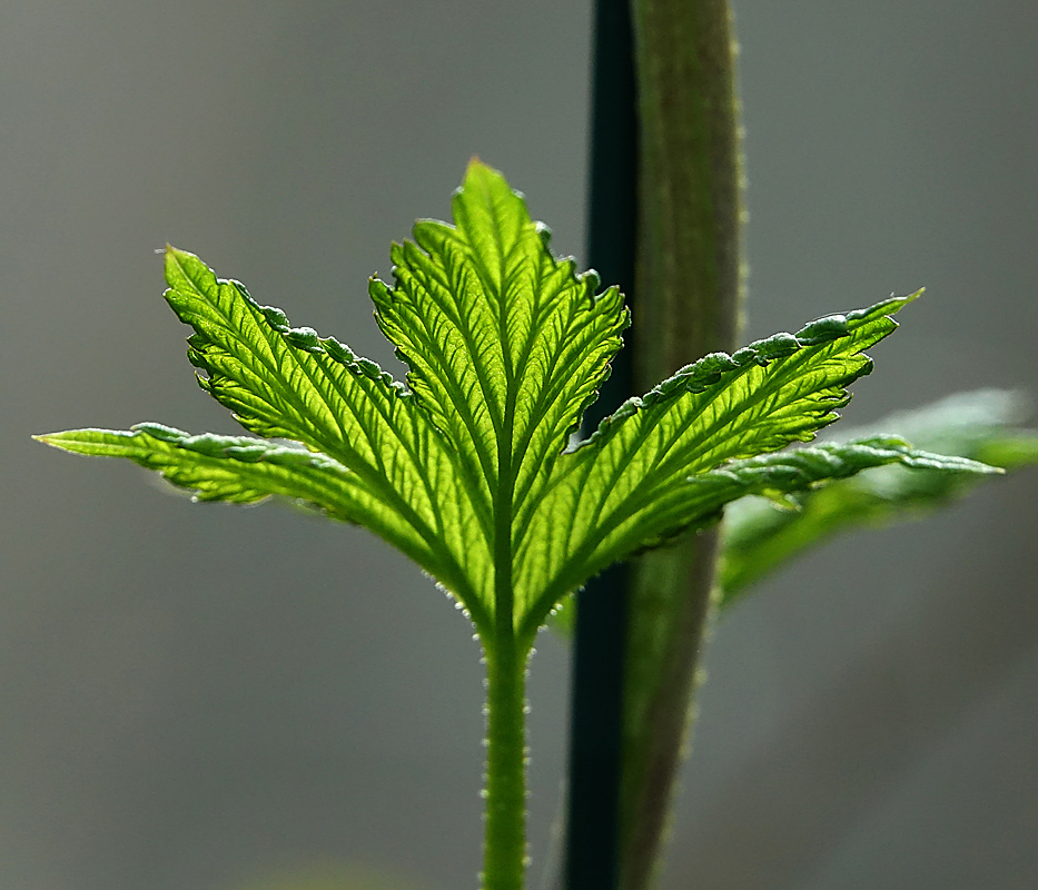 Изображение особи Humulus lupulus.