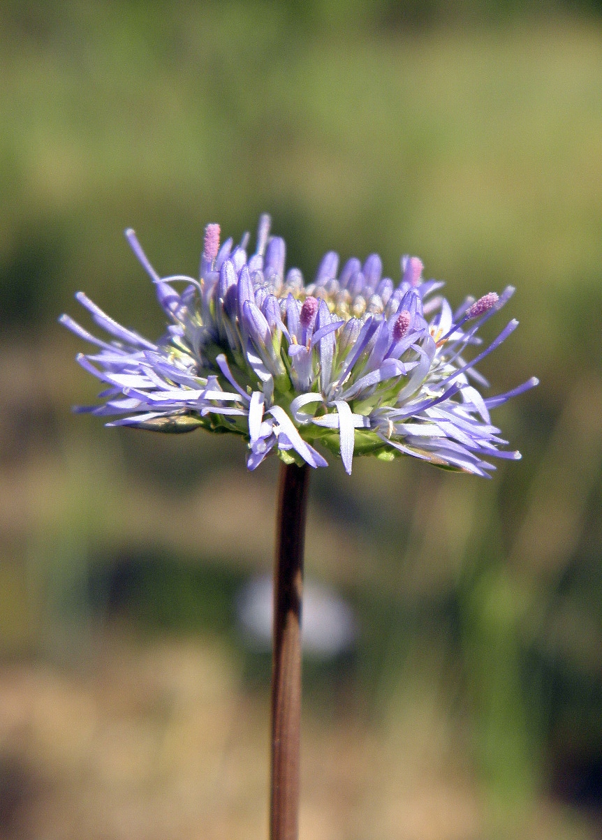 Image of Jasione montana specimen.