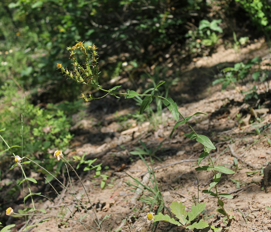 Image of Hypericum maleevii specimen.