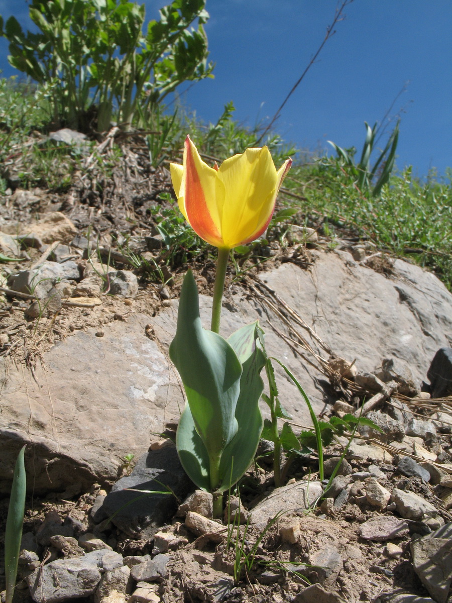 Изображение особи род Tulipa.