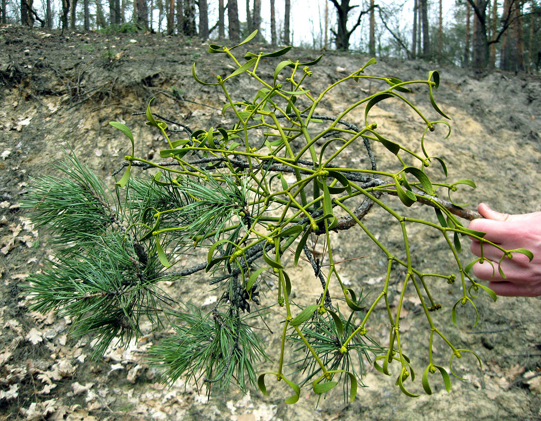 Image of Viscum austriacum specimen.