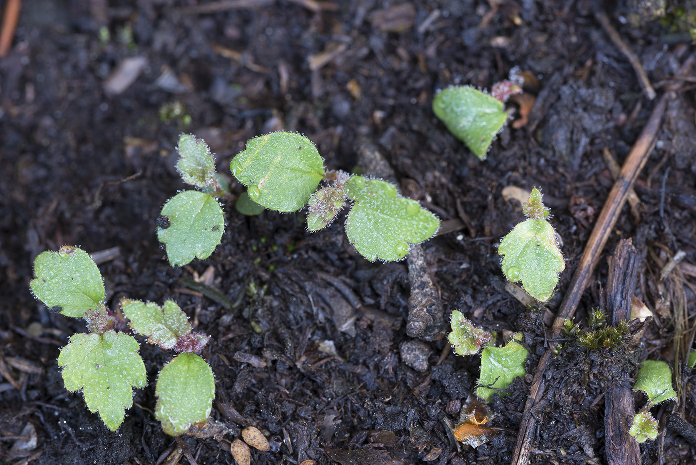 Изображение особи Betula pubescens.