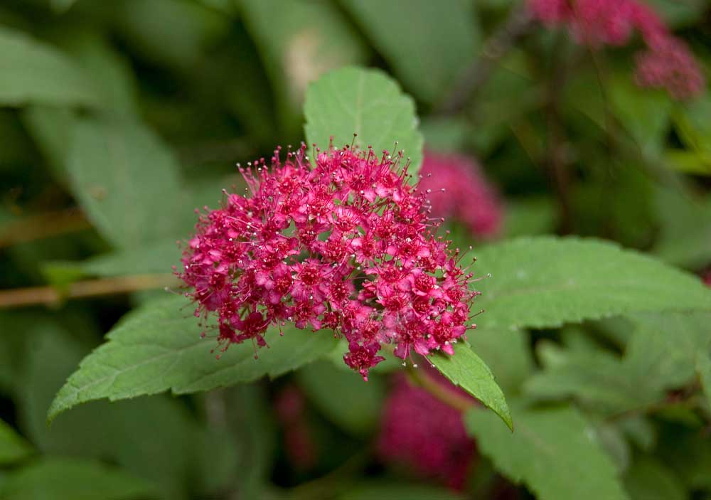 Image of Spiraea japonica specimen.