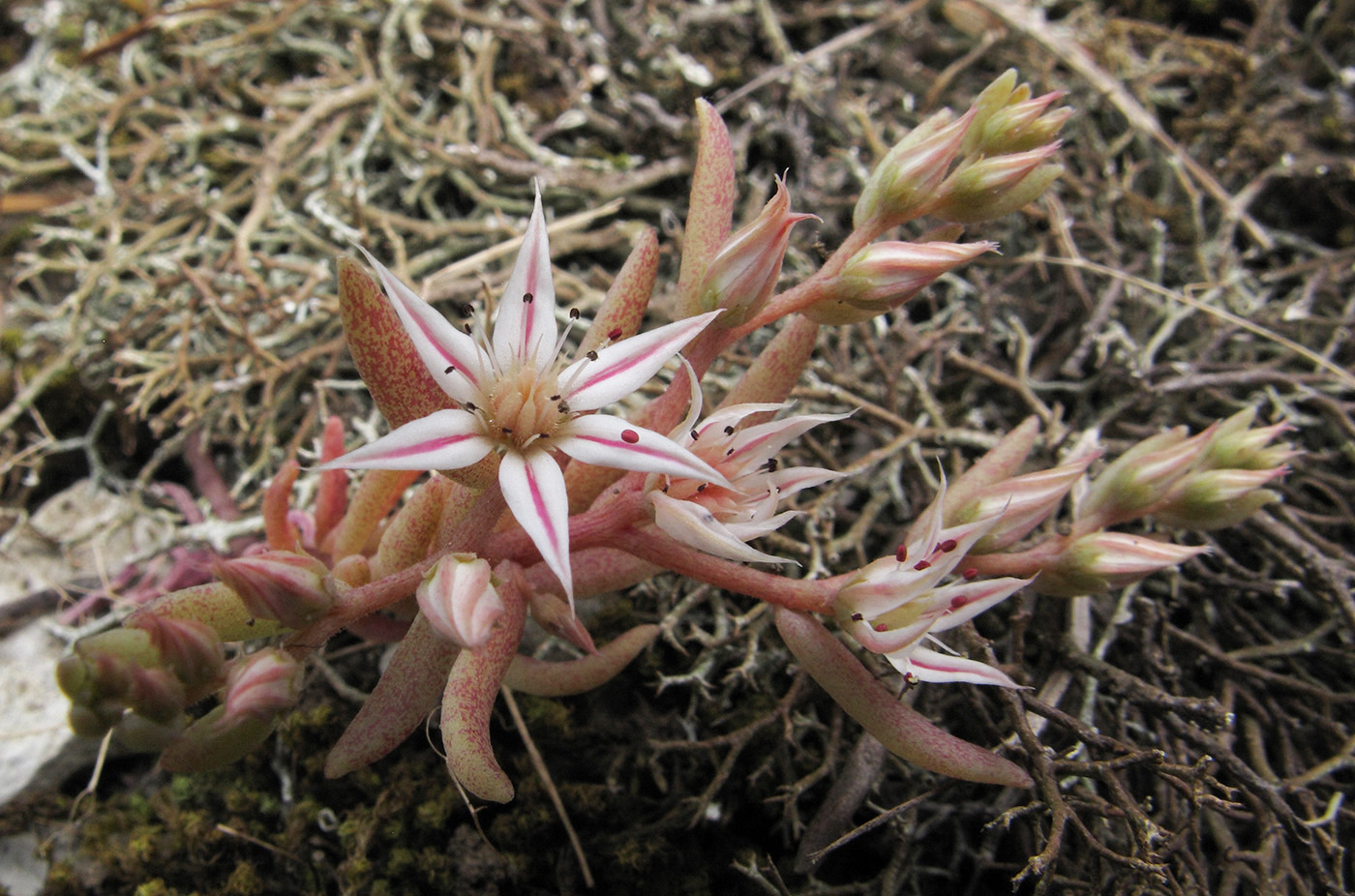 Image of Sedum hispanicum specimen.