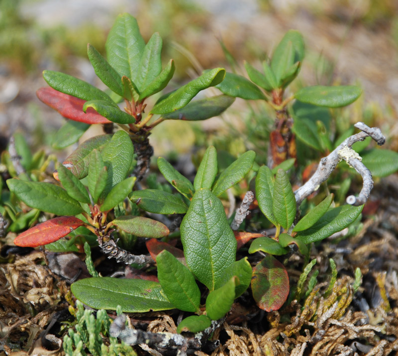 Image of Rhododendron aureum specimen.