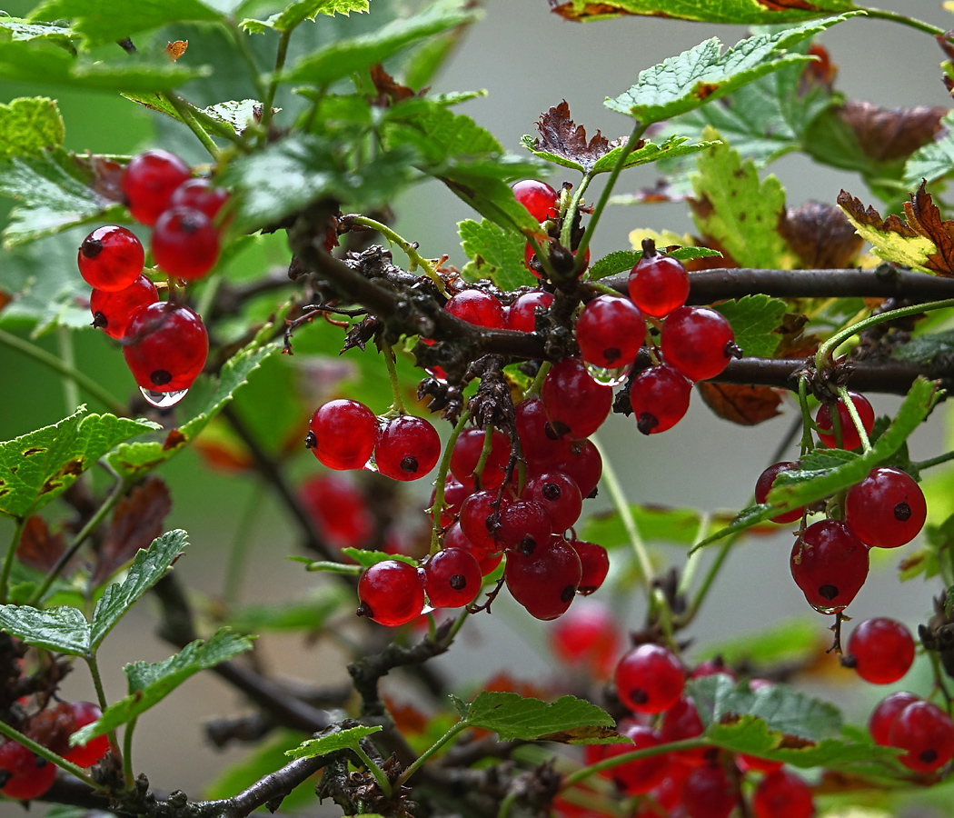 Изображение особи Ribes rubrum.