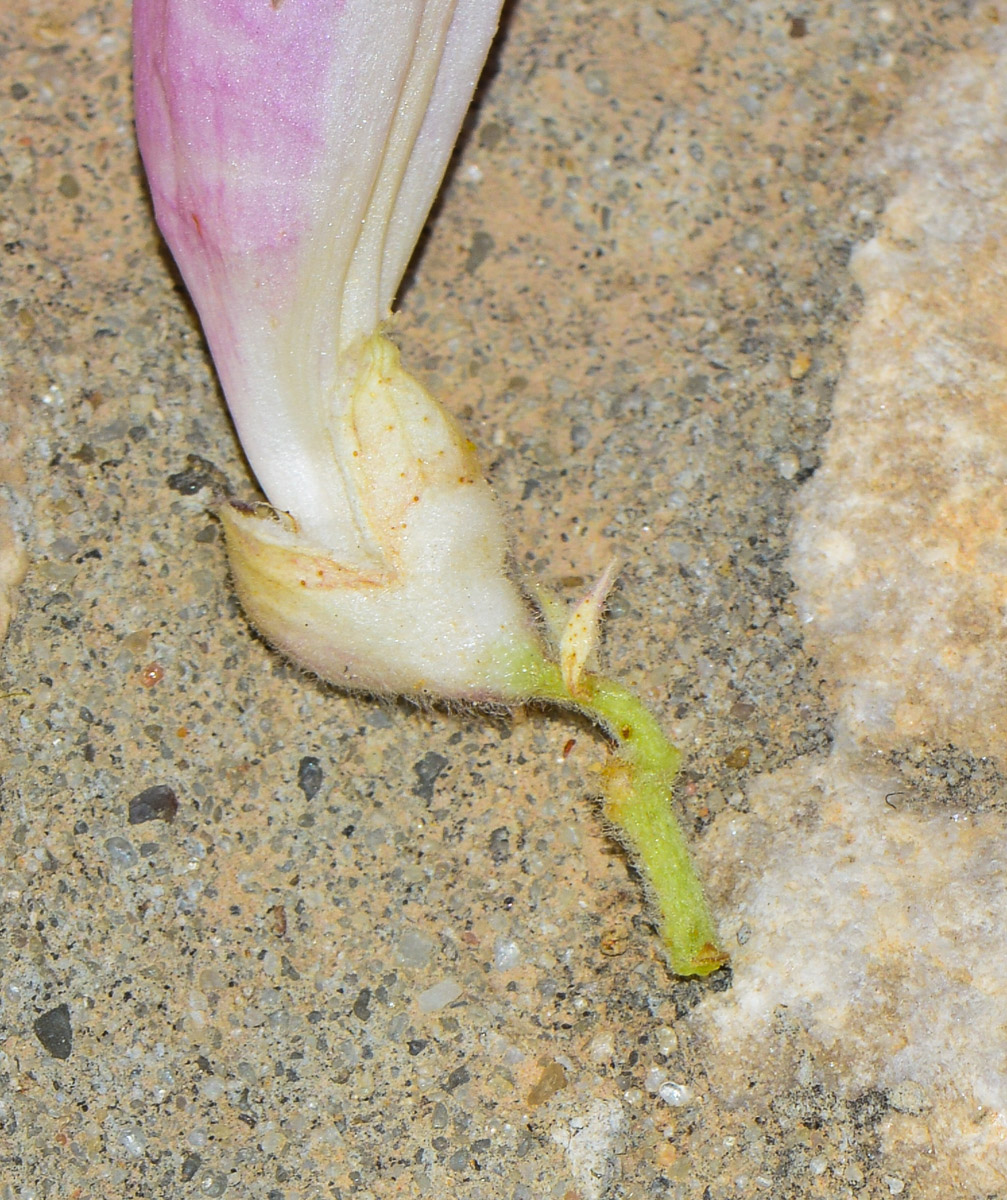 Image of Chilopsis linearis specimen.