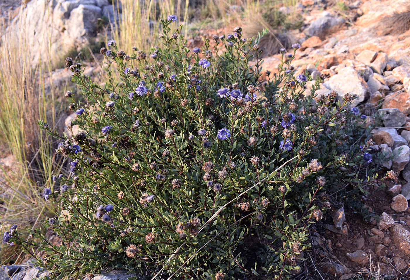 Image of Globularia alypum specimen.