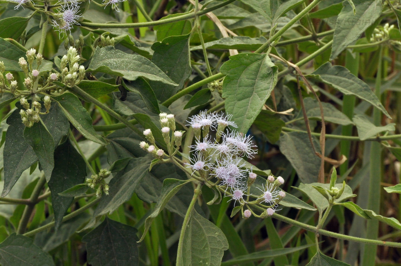 Image of Ageratum conyzoides specimen.